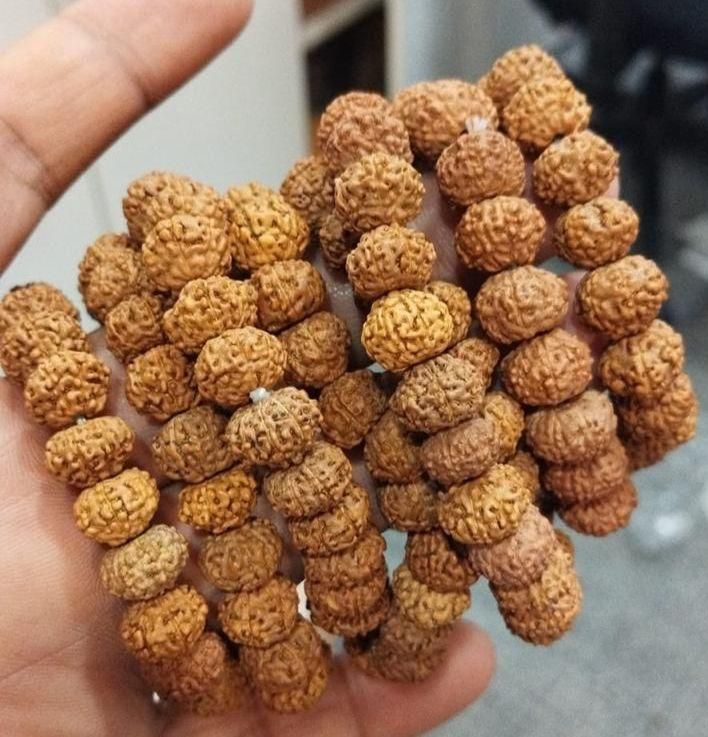 7 Mukhi Rudraksha Bracelet c5fu54-ny