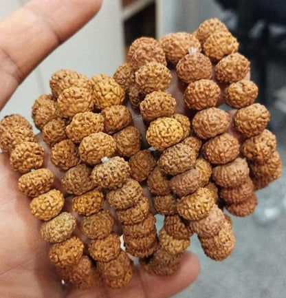7 Mukhi Rudraksha Bracelet c5fu54-ny